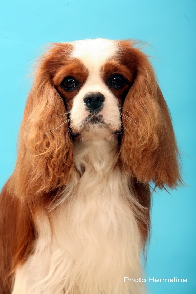 Publication : ONITSHA'S