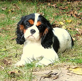 Publication : ONITSHA'S