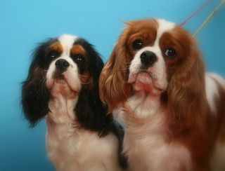 Publication : ONITSHA'S