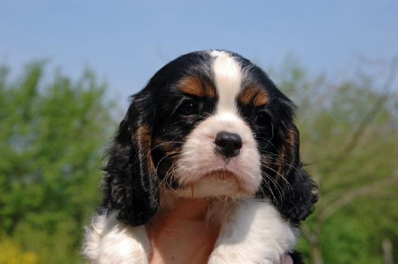 Publication : ONITSHA'S