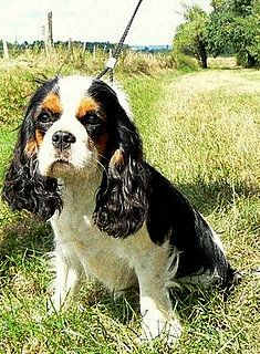 Publication : ONITSHA'S