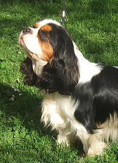 Publication : ONITSHA'S