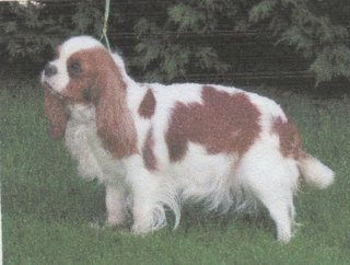 Publication : ONITSHA'S