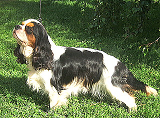 Publication : ONITSHA'S