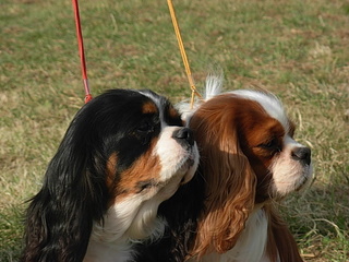 Publication : ONITSHA'S