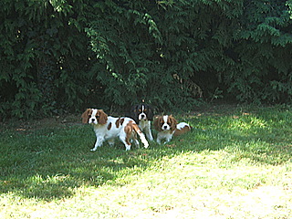 Publication : ONITSHA'S