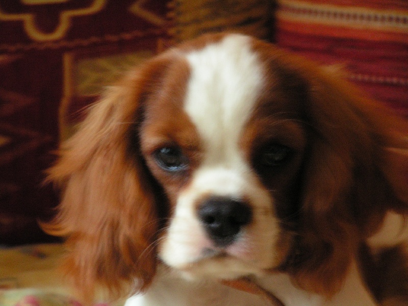 Publication : ONITSHA'S