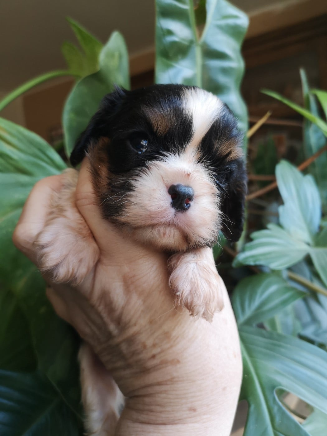 CHIOT 4 - Cavalier King Charles Spaniel