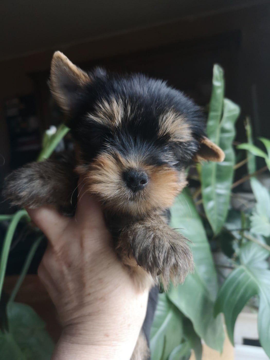 CHIOT 5 - Yorkshire Terrier