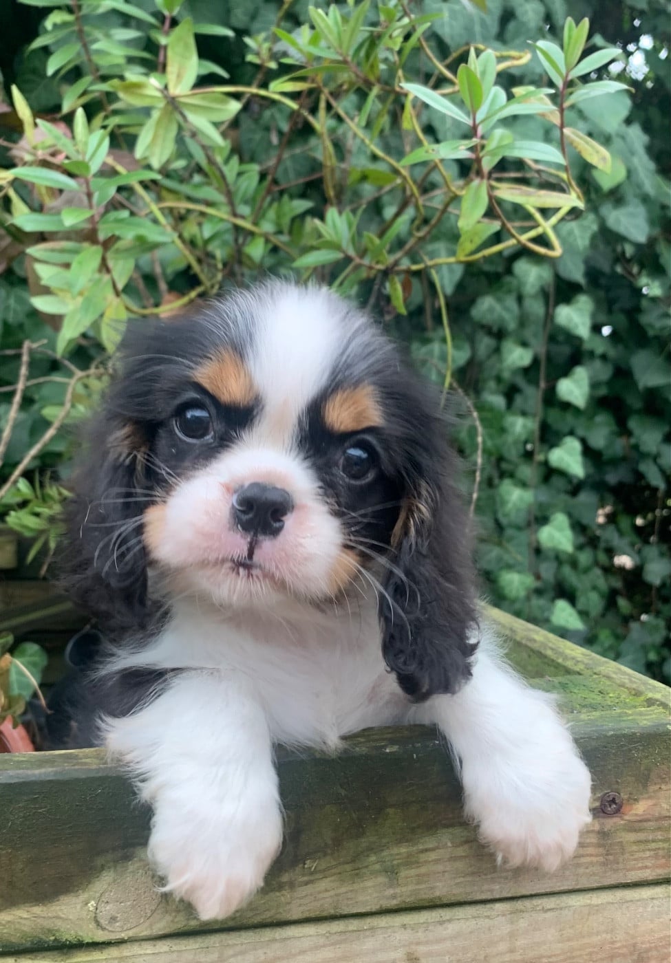 Cavalier King Charles Spaniel - ONITSHA'S