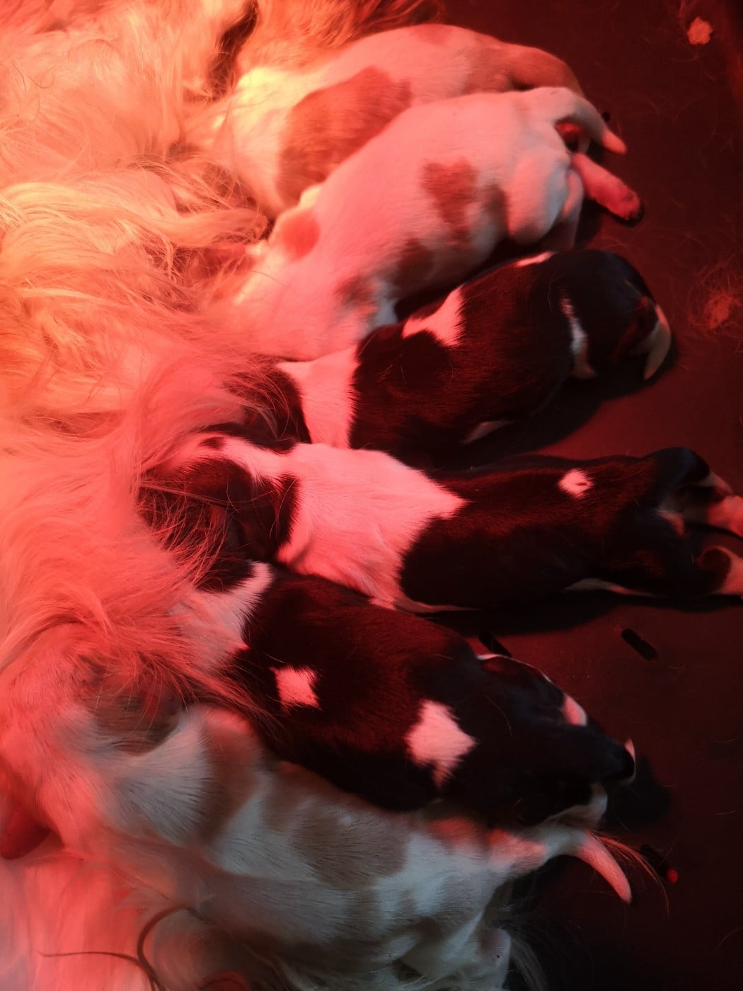 Cavalier King Charles Spaniel - ONITSHA'S