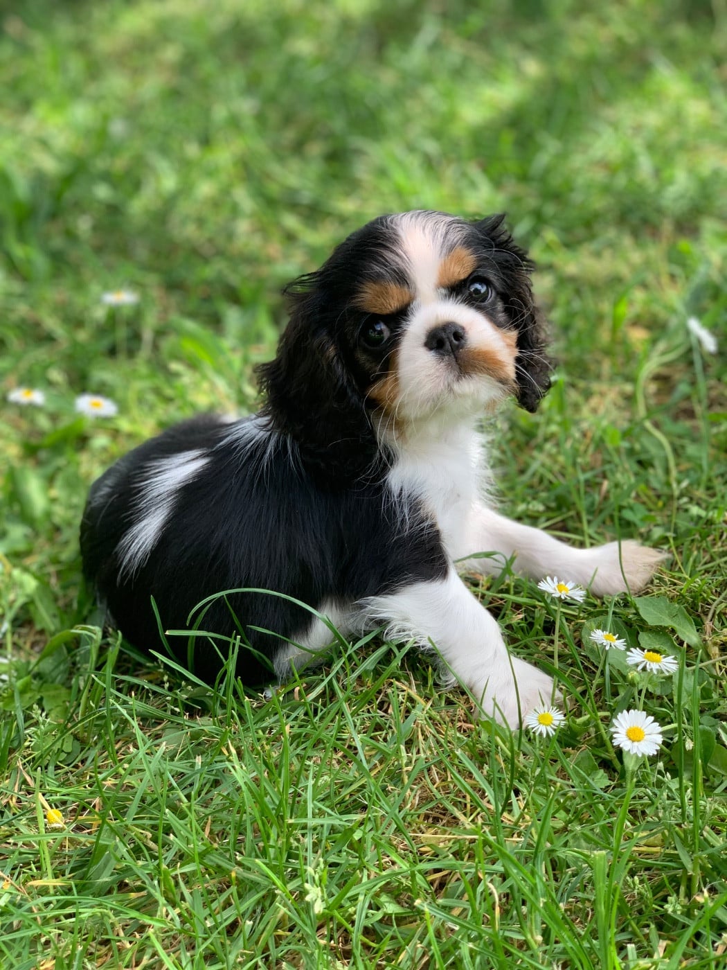 Cavalier King Charles Spaniel - ONITSHA'S