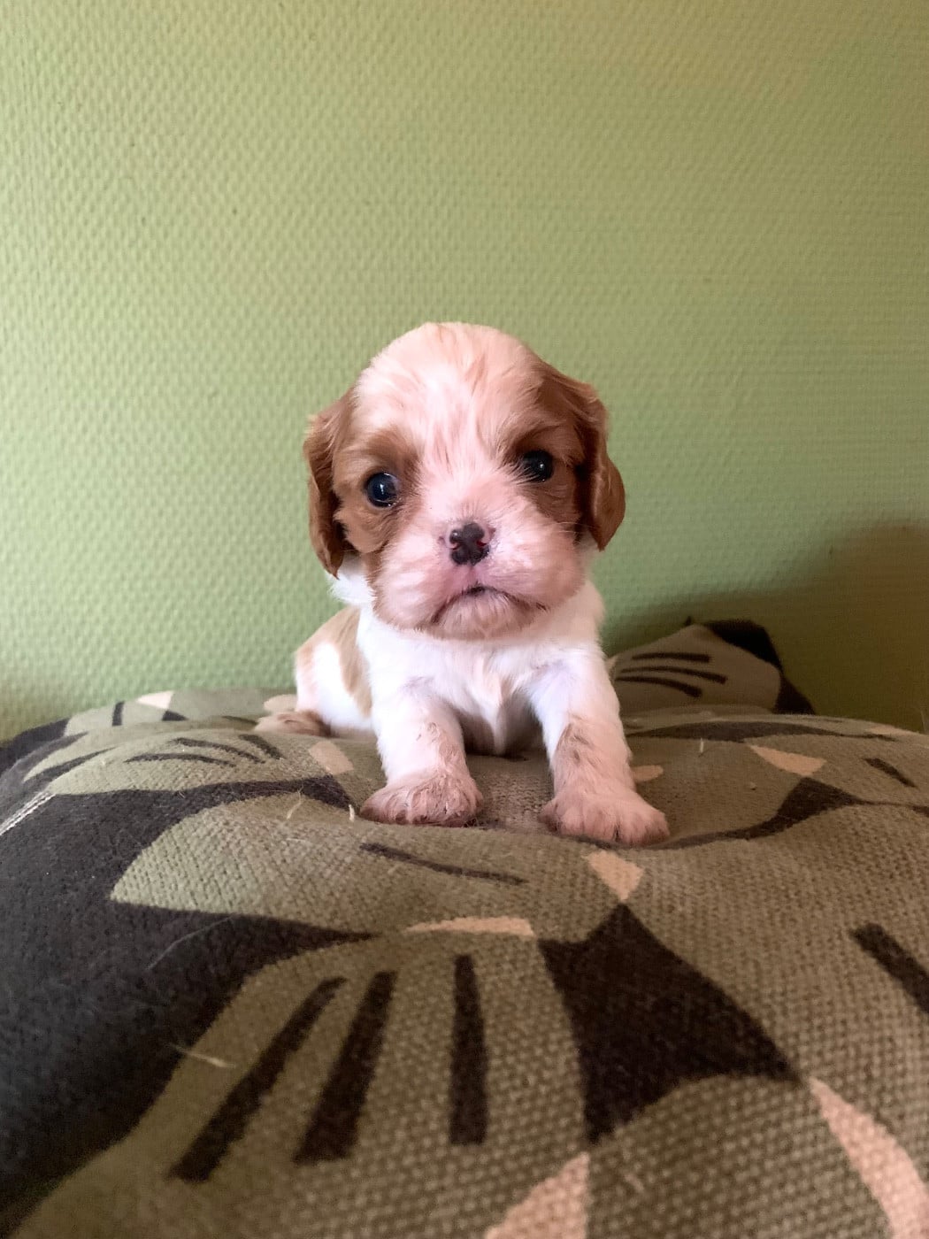 Cavalier King Charles Spaniel - ONITSHA'S