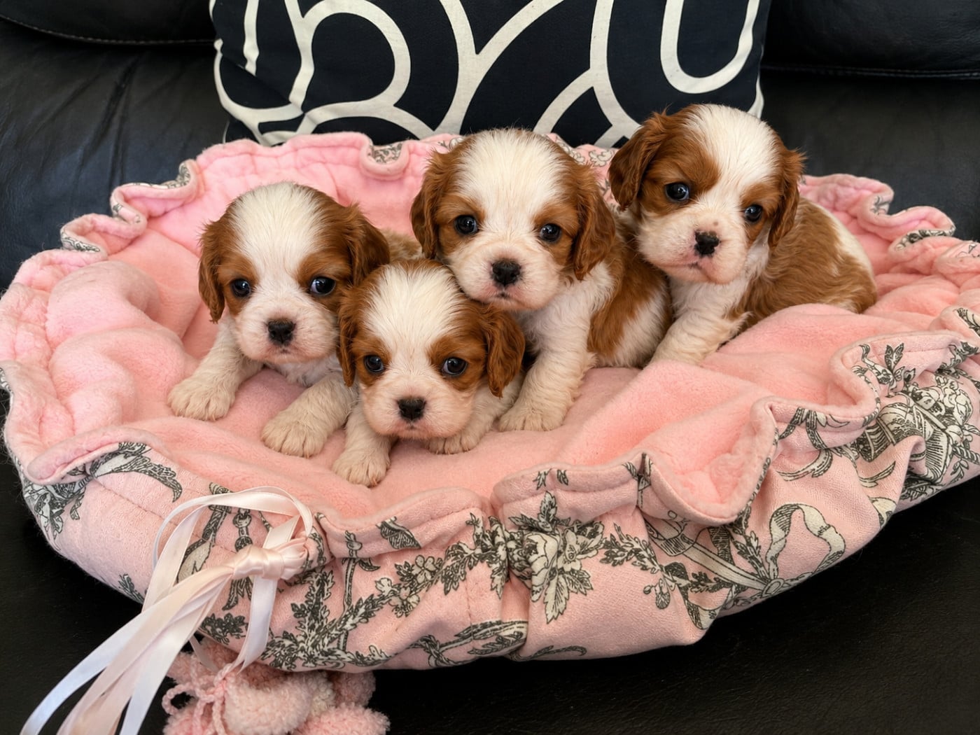 CHIOT 2 - Cavalier King Charles Spaniel