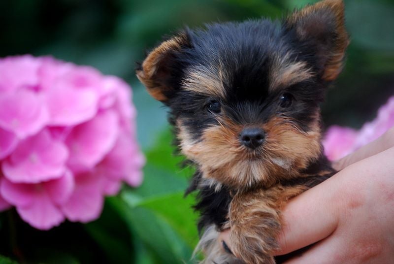 CHIOT - Yorkshire Terrier