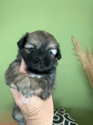 Les chiots de Epagneul tibetain