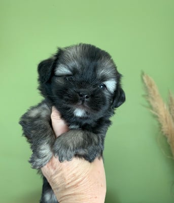 Les chiots de Epagneul tibetain