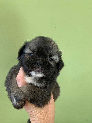 Les chiots de Epagneul tibetain