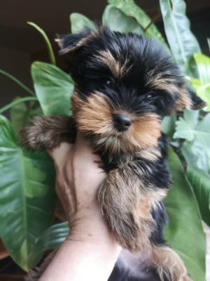 Les chiots de Yorkshire Terrier