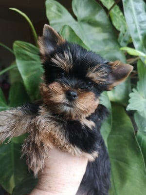 Les chiots de Yorkshire Terrier