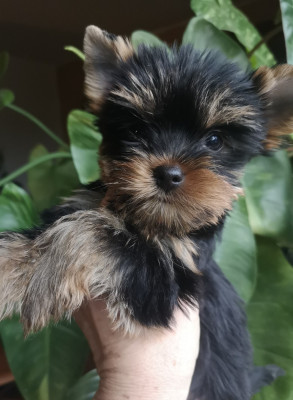 Les chiots de Yorkshire Terrier