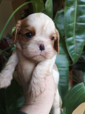 Les chiots de Cavalier King Charles Spaniel