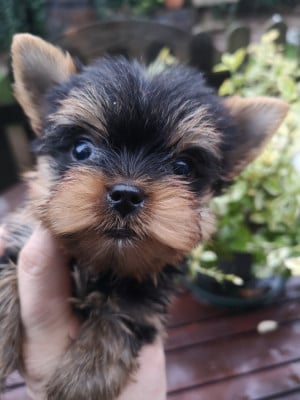 CHIOT 3 - Yorkshire Terrier