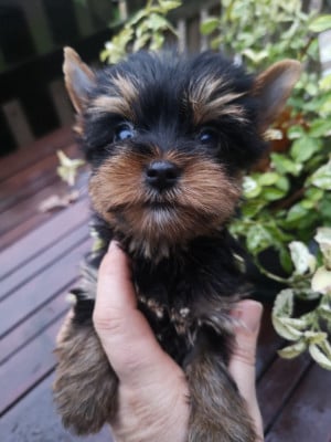 Les chiots de Yorkshire Terrier