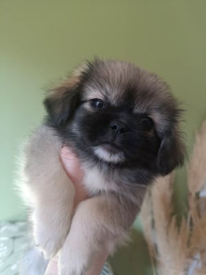 Les chiots de Epagneul tibetain