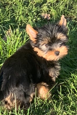 Les chiots de Yorkshire Terrier