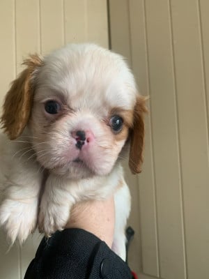 Les chiots de Cavalier King Charles Spaniel