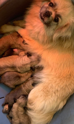 Les chiots de Epagneul tibetain