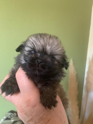 Les chiots de Epagneul tibetain