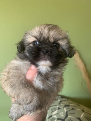 Les chiots de Epagneul tibetain