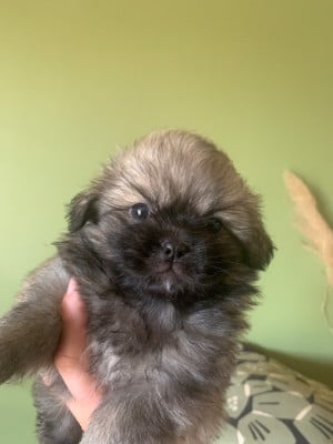 Les chiots de Epagneul tibetain