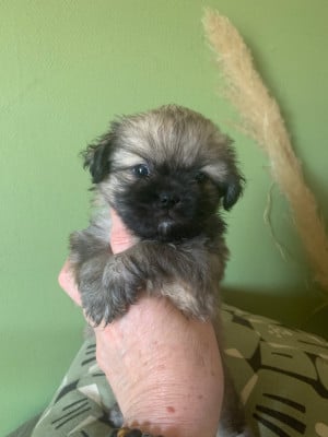 Les chiots de Epagneul tibetain