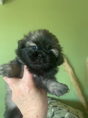 Les chiots de Epagneul tibetain