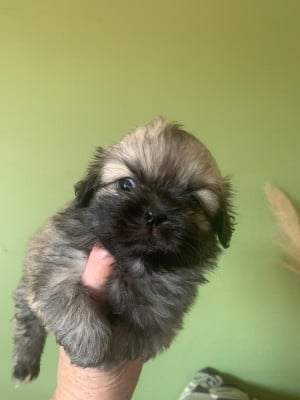 Les chiots de Epagneul tibetain