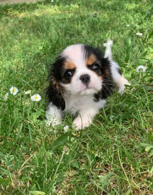Les chiots de Cavalier King Charles Spaniel