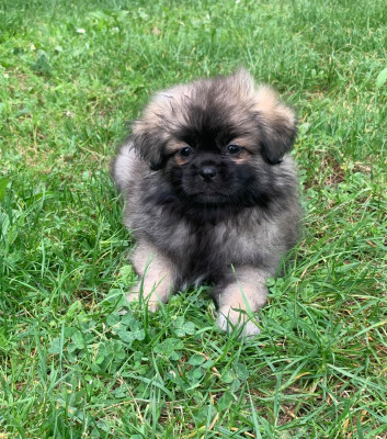 Les chiots de Epagneul tibetain