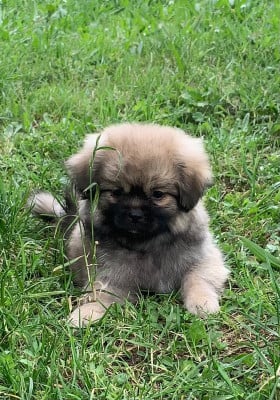 Les chiots de Epagneul tibetain