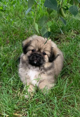 Les chiots de Epagneul tibetain
