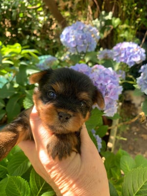 Les chiots de Yorkshire Terrier