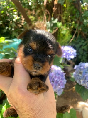 CHIOT 2 - Yorkshire Terrier