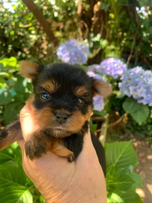 CHIOT 3 - Yorkshire Terrier