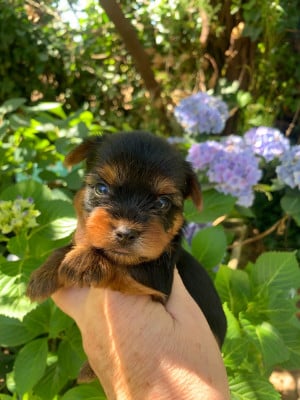 CHIOT 4 - Yorkshire Terrier