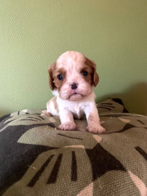 Les chiots de Cavalier King Charles Spaniel