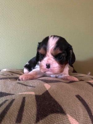 Les chiots de Cavalier King Charles Spaniel