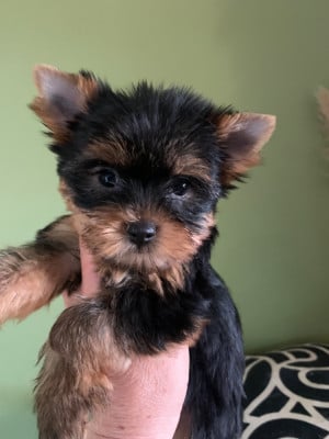 Les chiots de Yorkshire Terrier