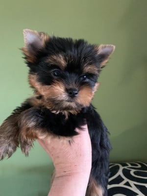 Les chiots de Yorkshire Terrier